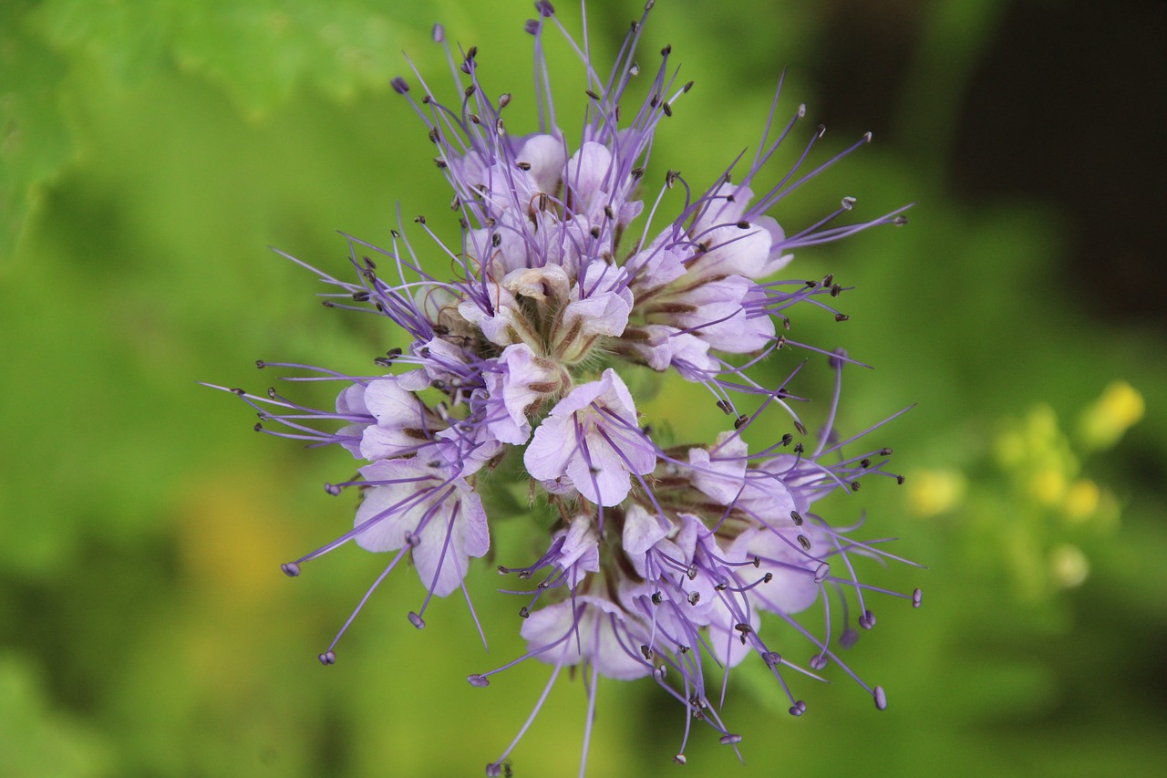 blossom bloom purple free photo