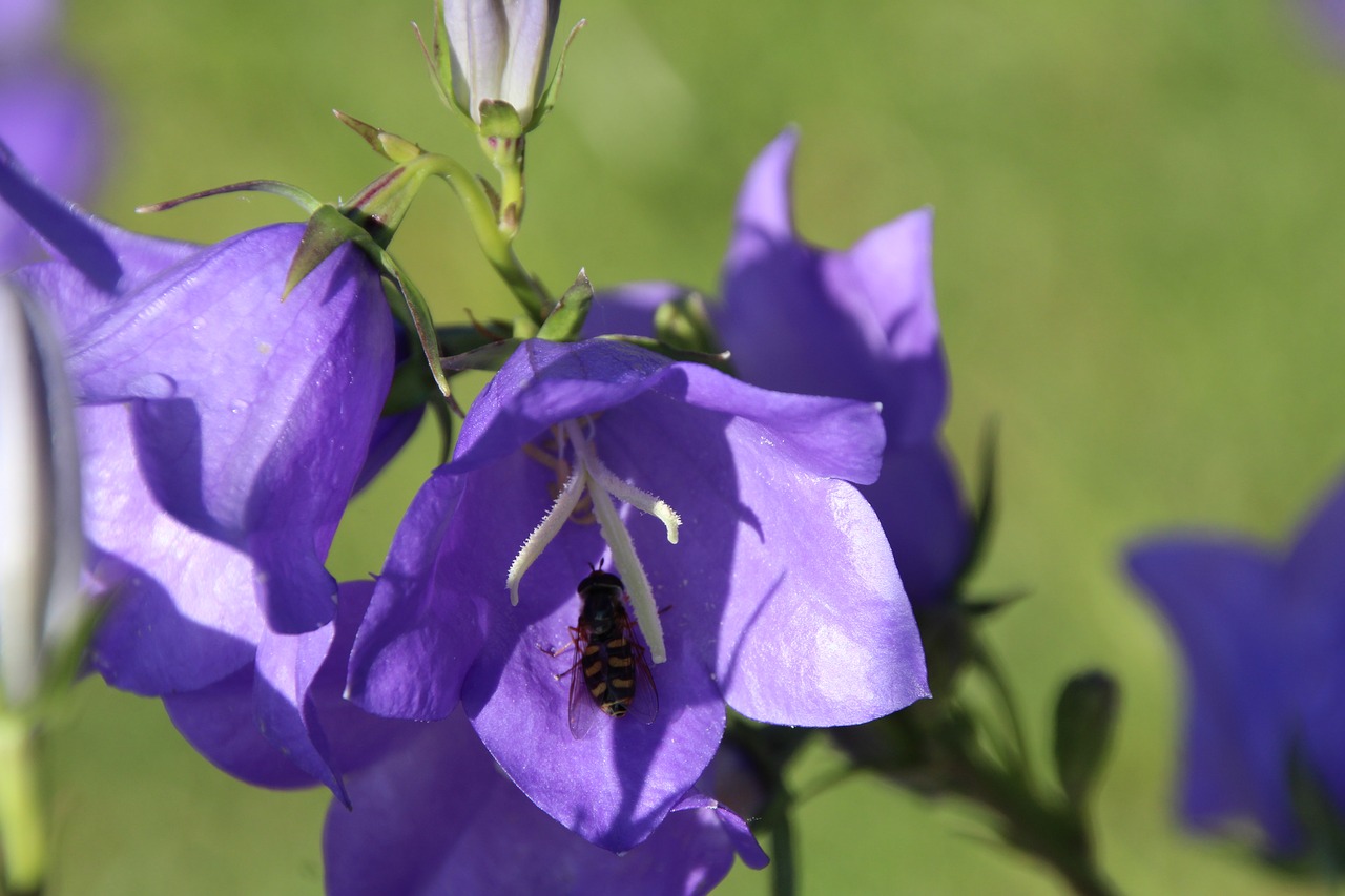 blossom bloom purple free photo