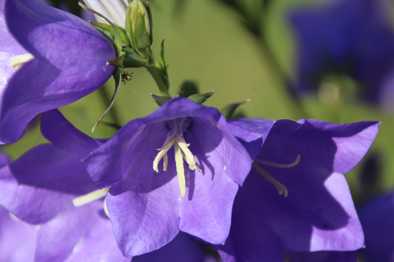 blossom bloom purple free photo