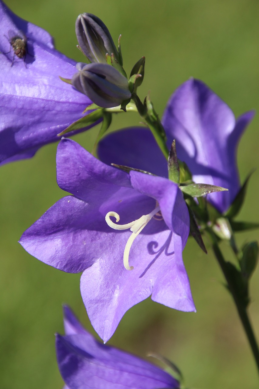 blossom bloom purple free photo