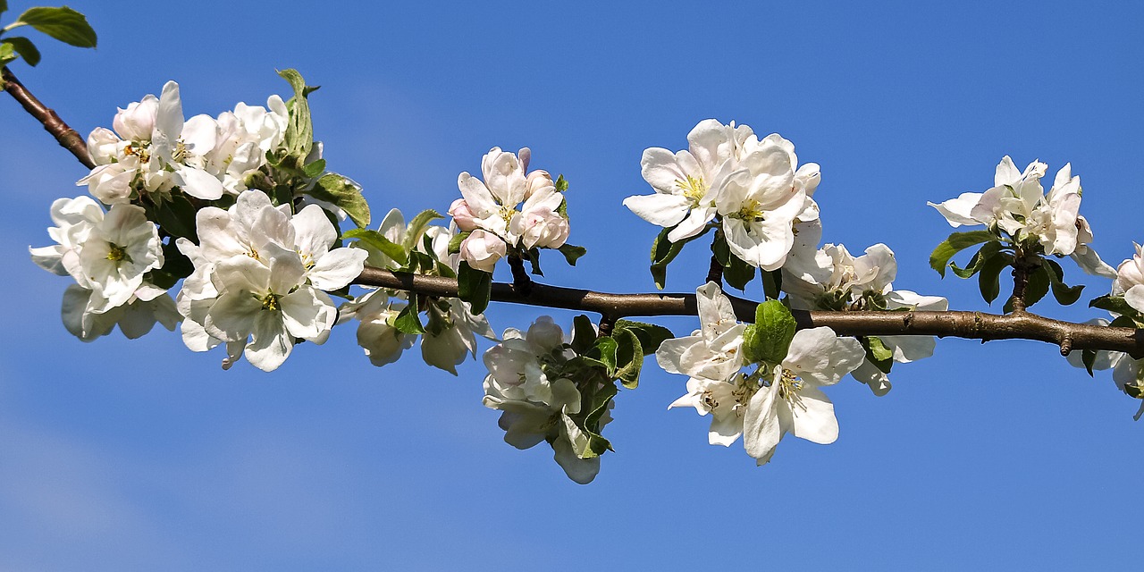 blossom bloom blossom free photo