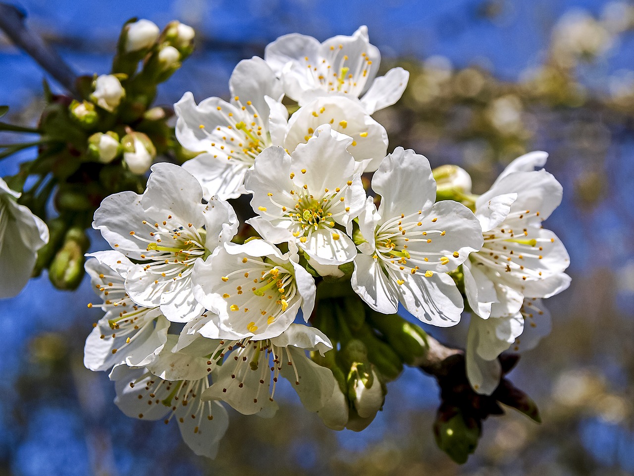 blossom blossom bloom free photo