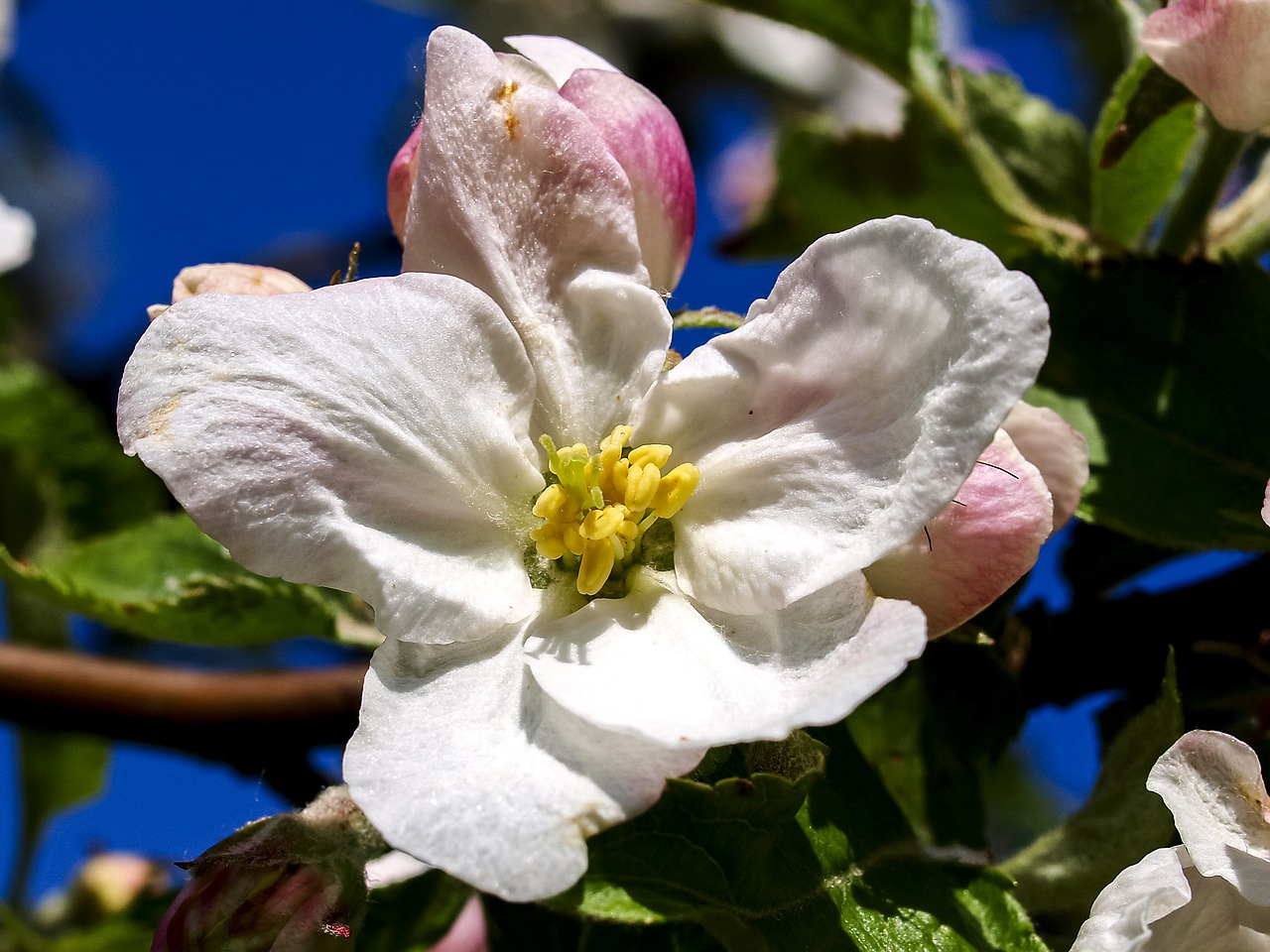 blossom blossom bloom free photo