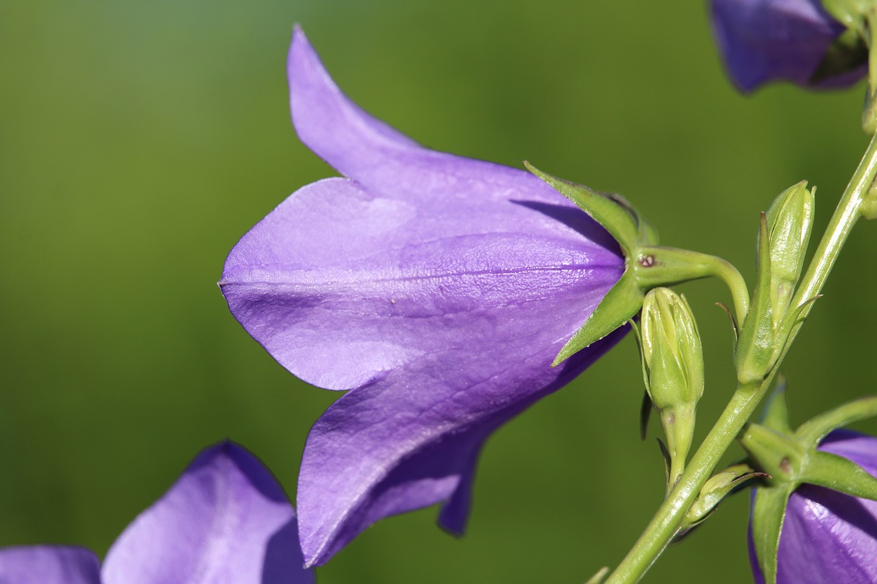 blossom bloom purple free photo