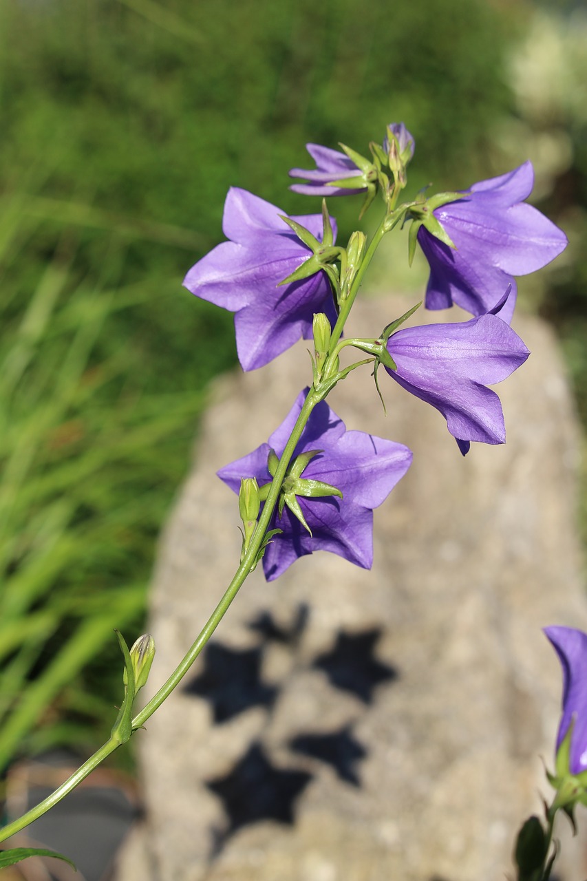 blossom bloom purple free photo