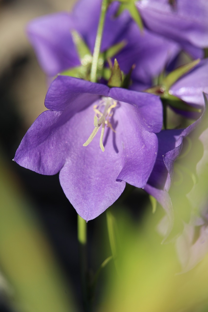 blossom bloom purple free photo