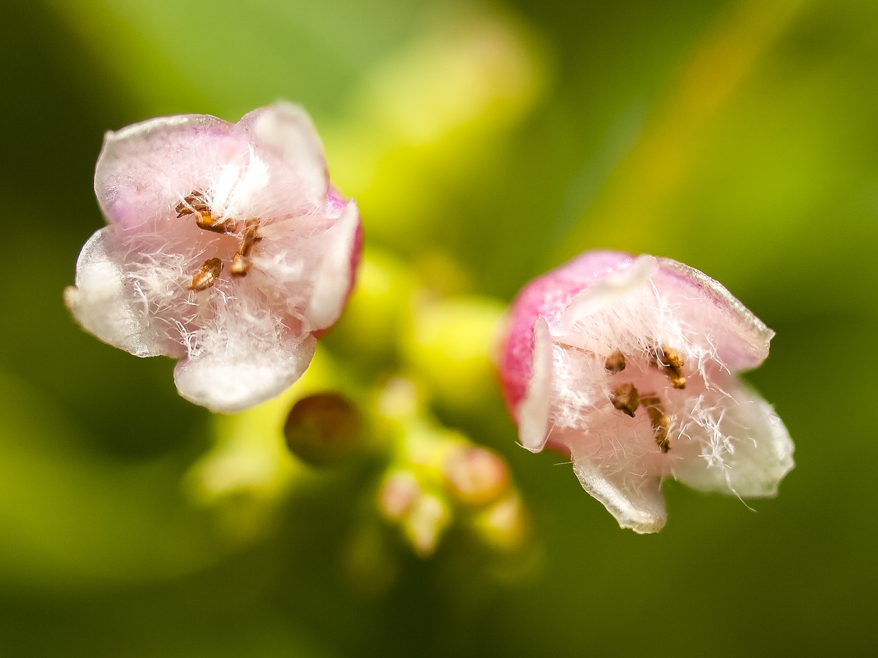 blossom bloom flower free photo