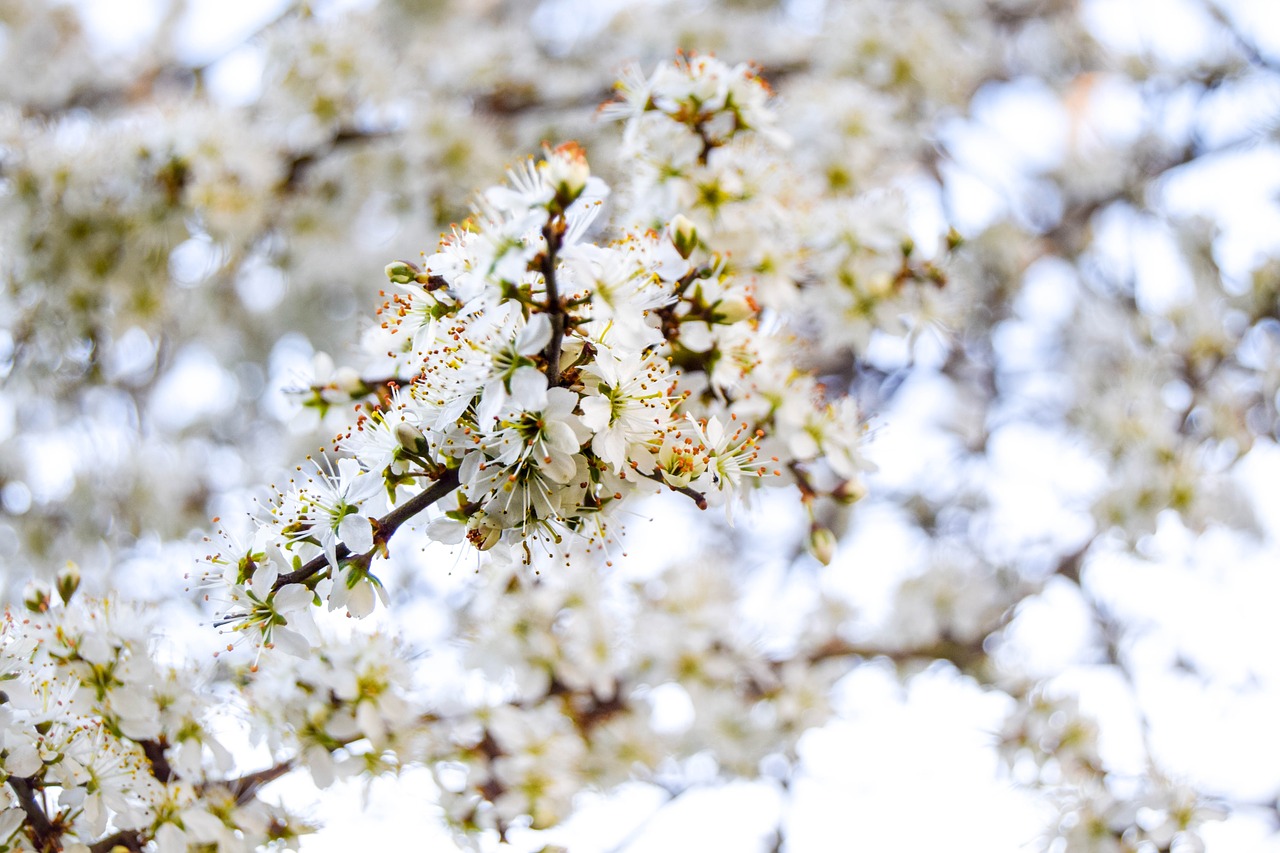 blossom spring flower free photo