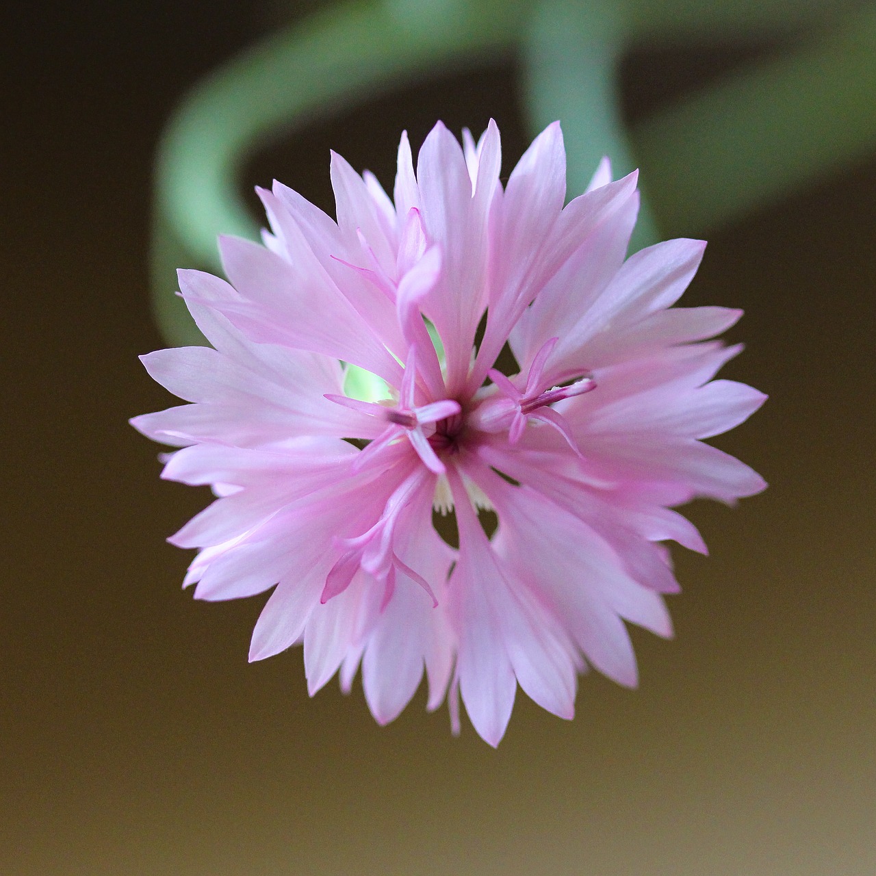 blossom bloom macro free photo