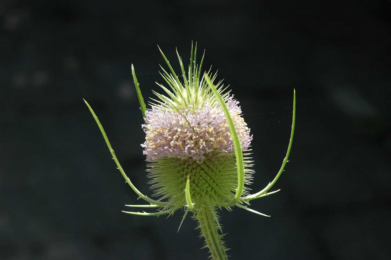 blossom bloom sting free photo