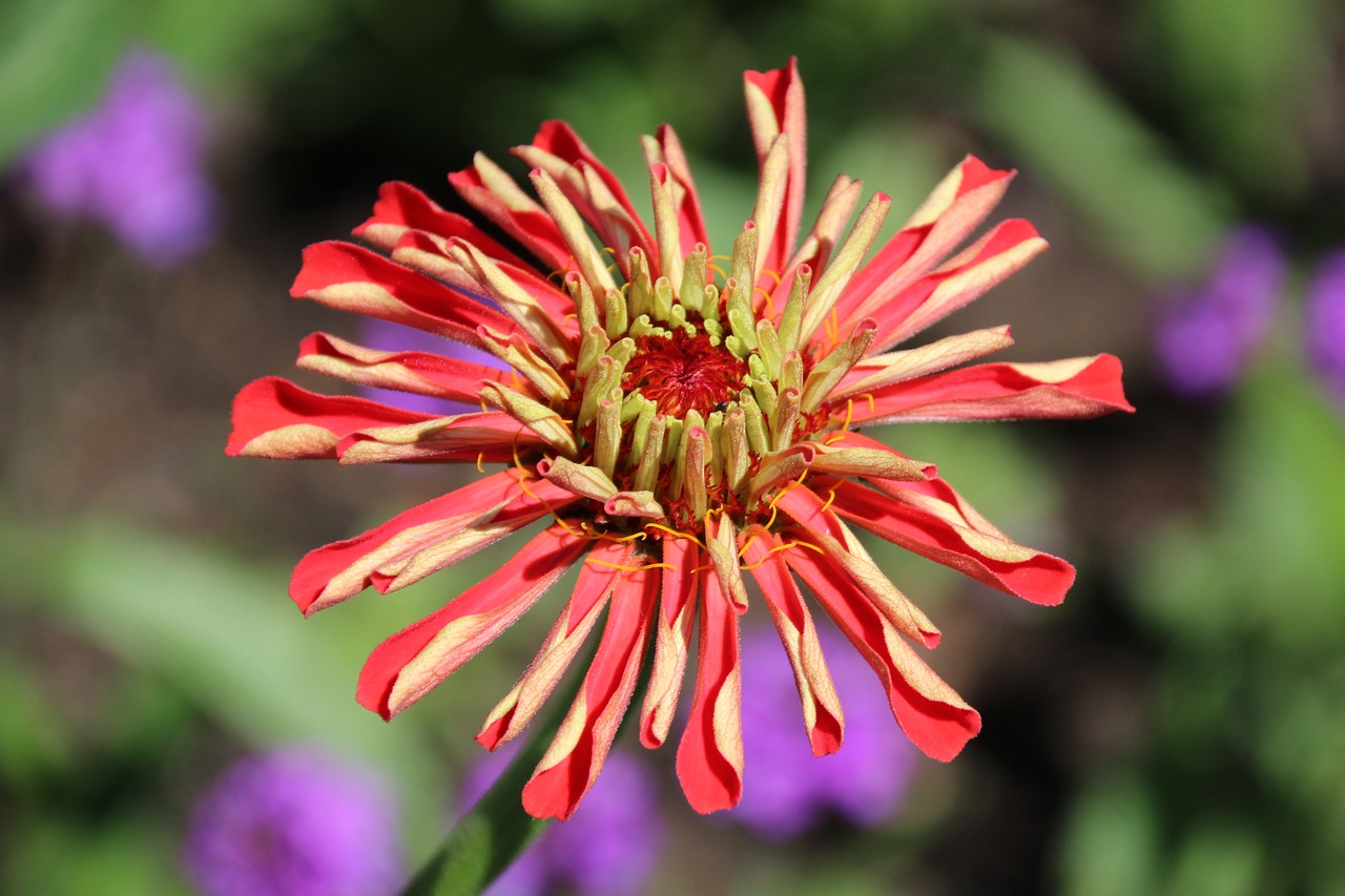 blossom bloom red yellow free photo