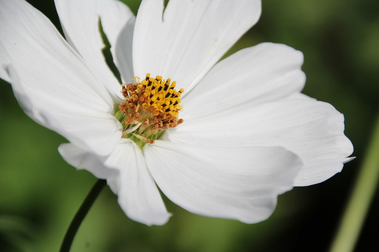 blossom bloom white free photo