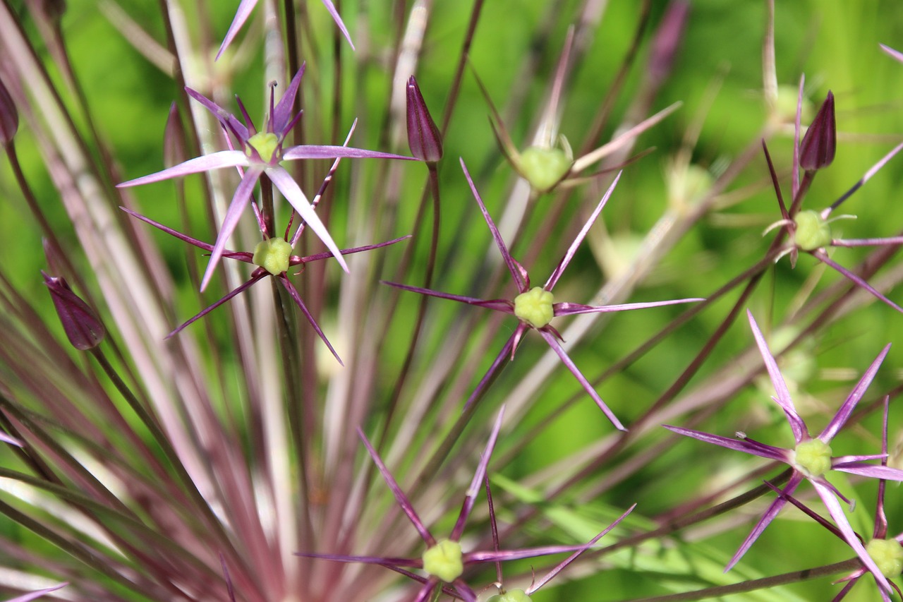 blossom bloom star free photo