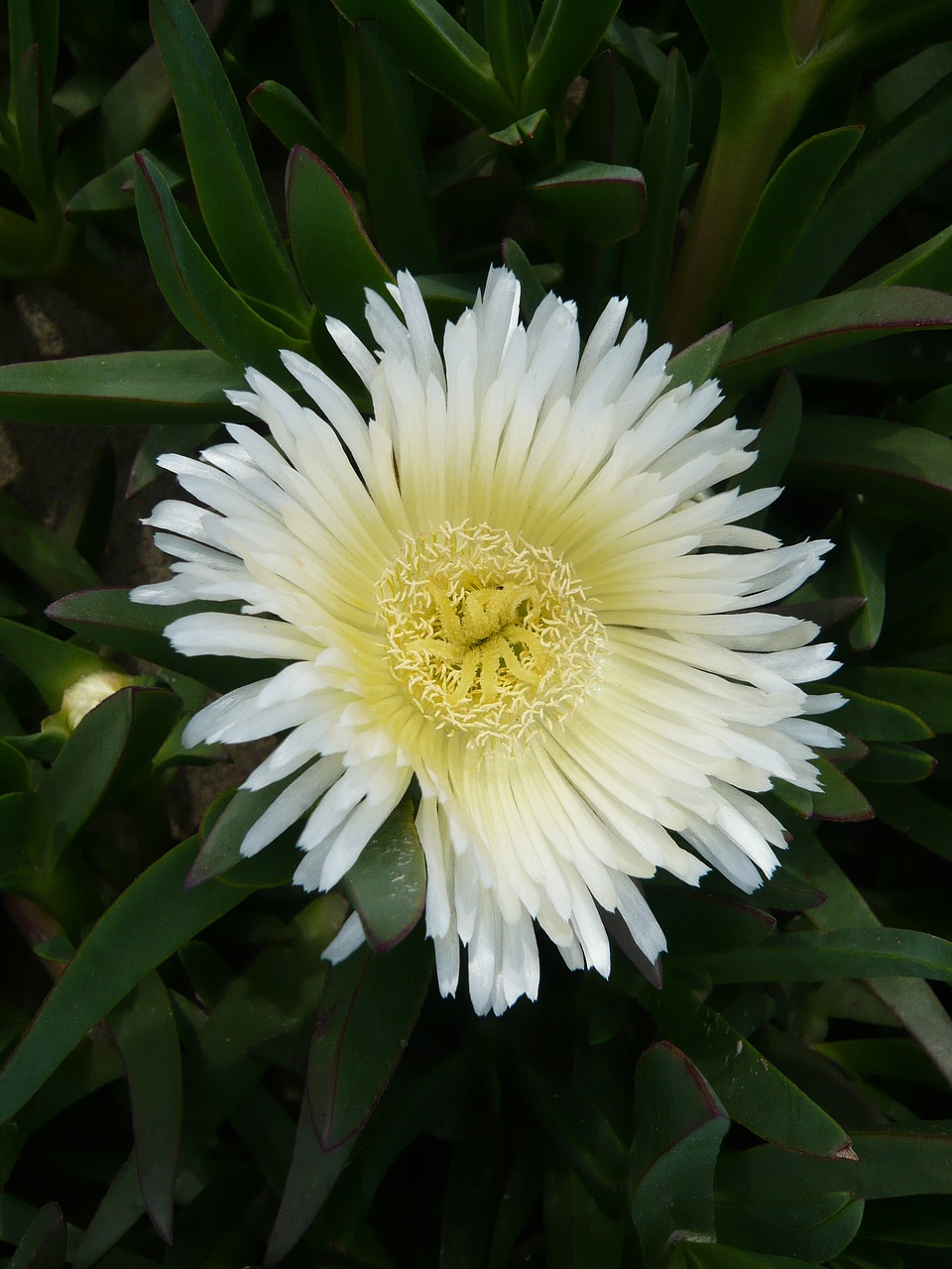 blossom bloom plant free photo