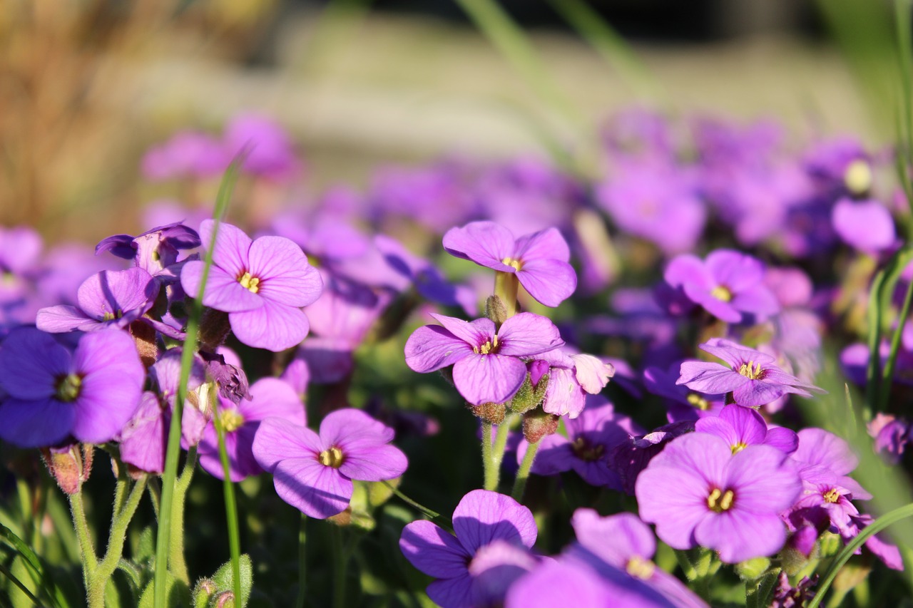 blossom spring nature free photo