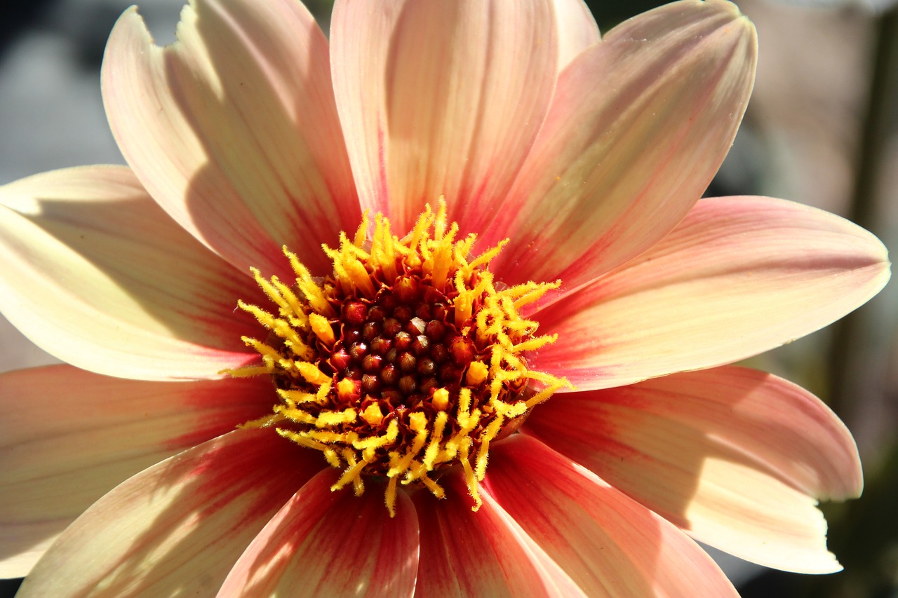 blossom bloom yellow free photo