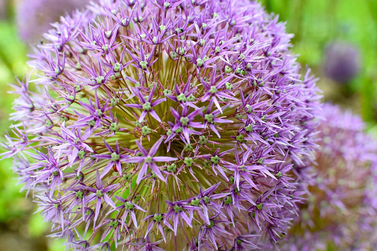 blossom bloom ornamental onion free photo