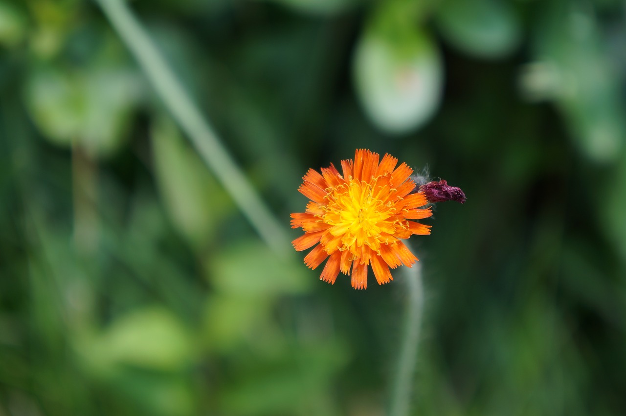 blossom bloom flower free photo