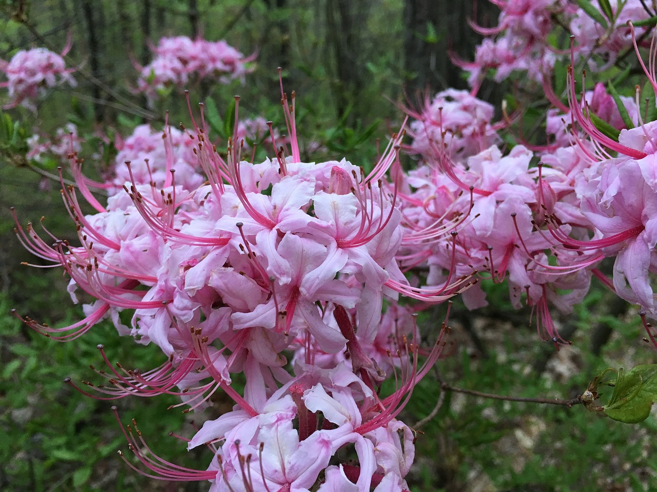 blossom pink forest free photo