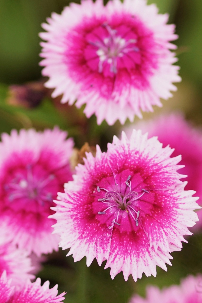 blossom bloom pink free photo