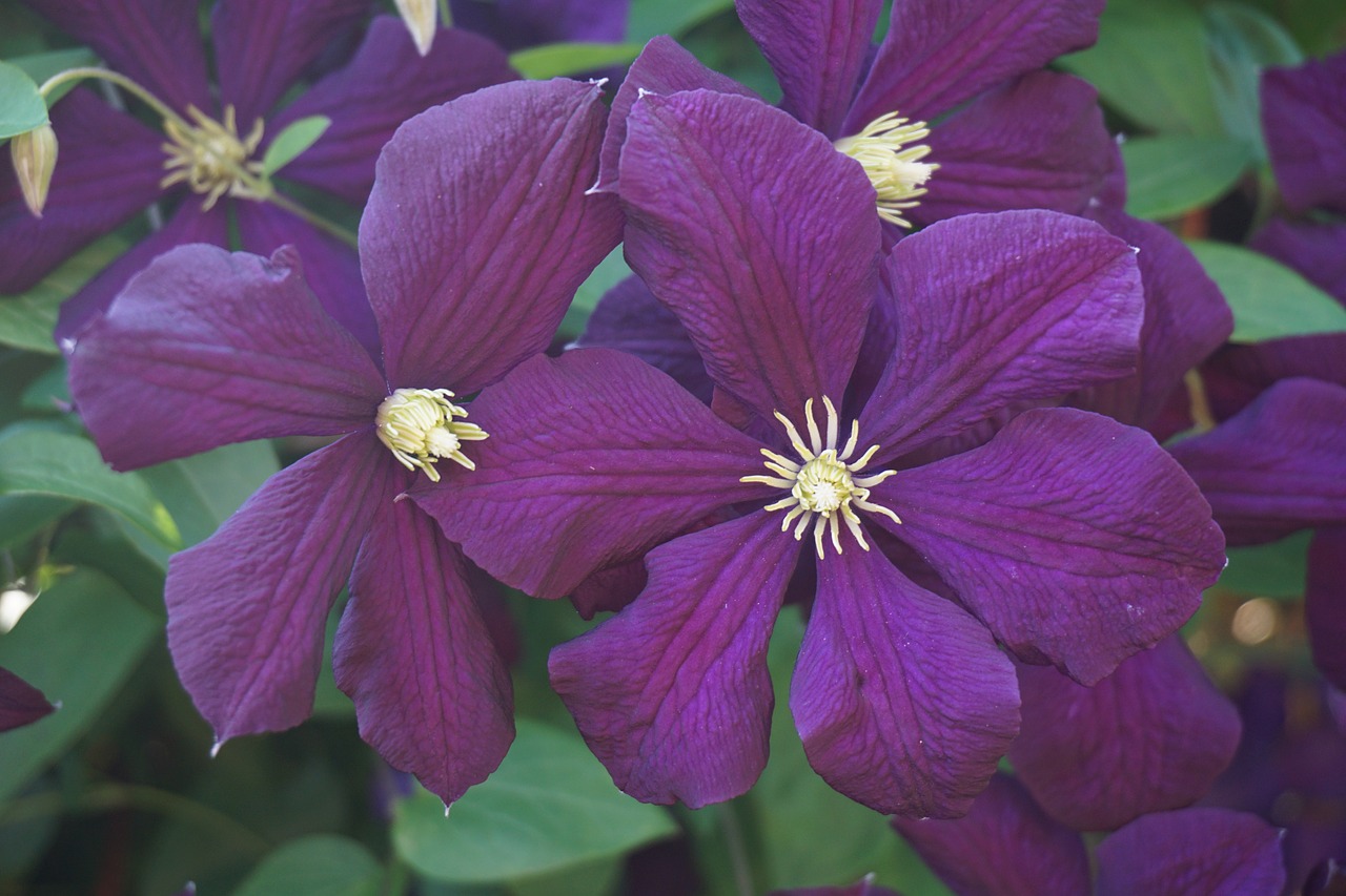 blossom bloom purple free photo