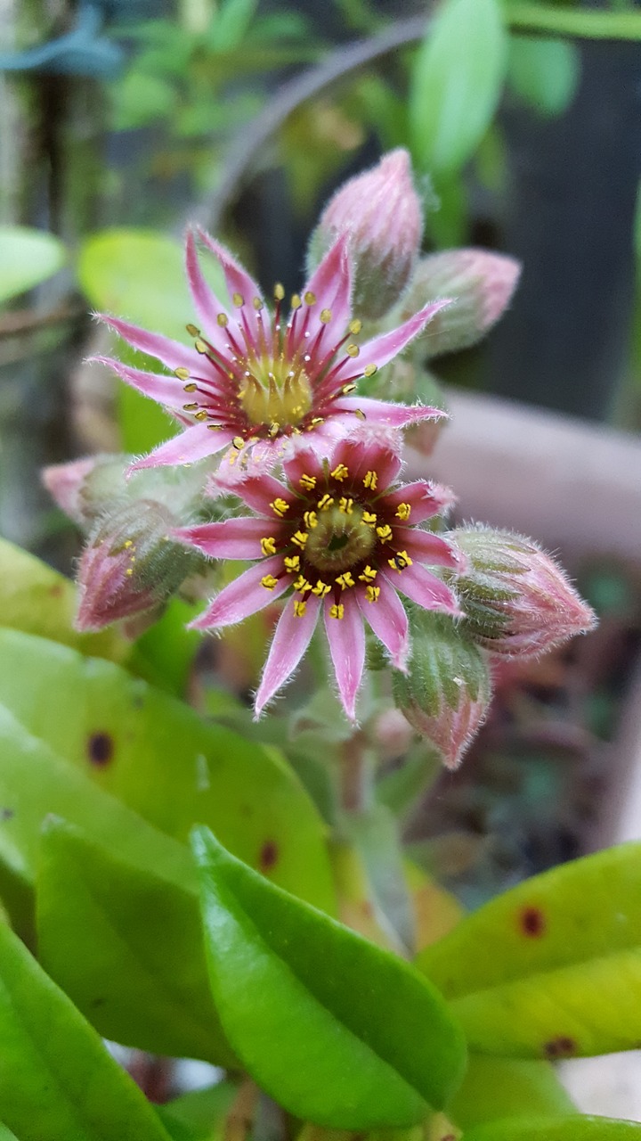 blossom bloom pink flower free photo