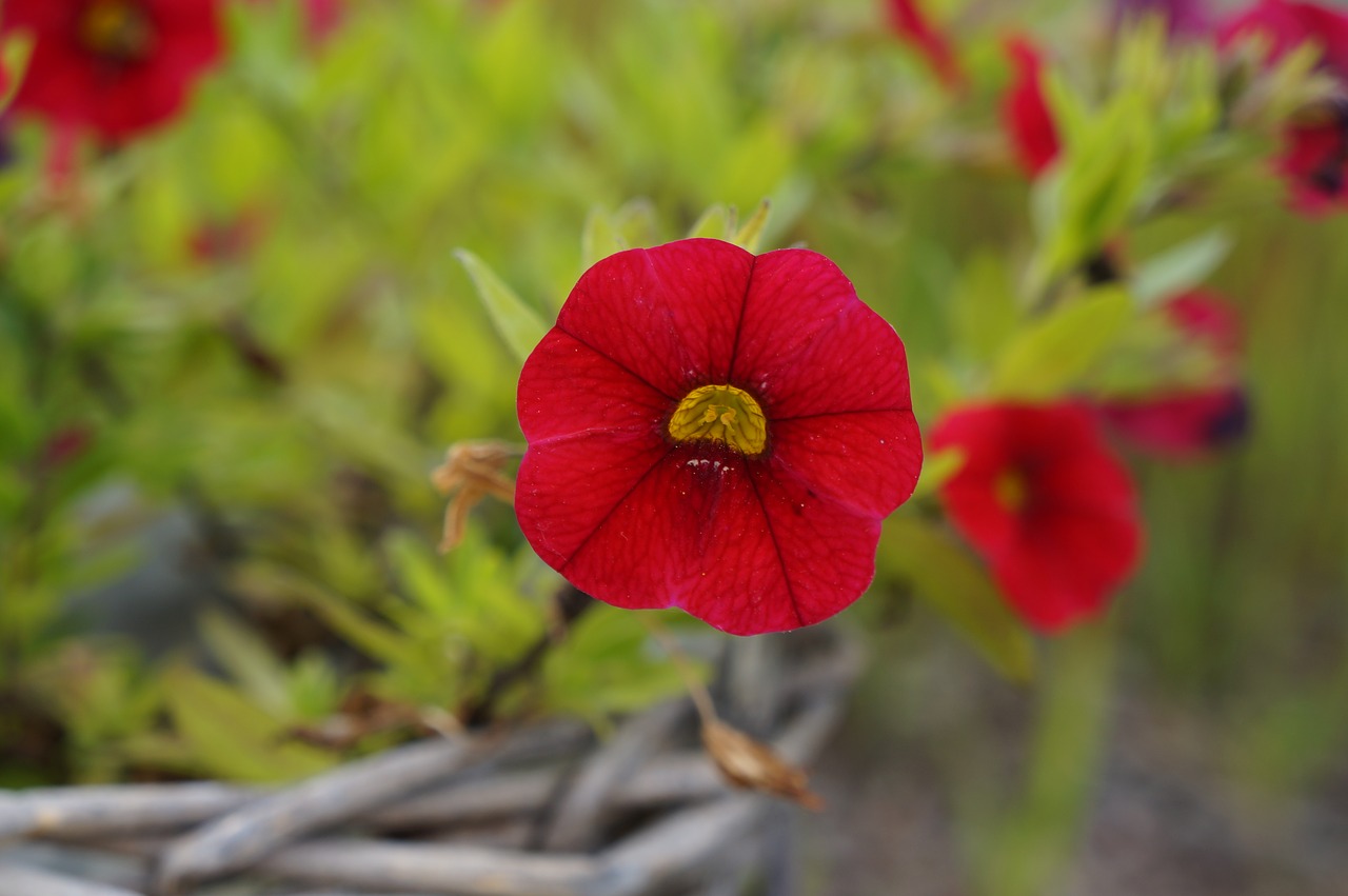 blossom bloom red free photo