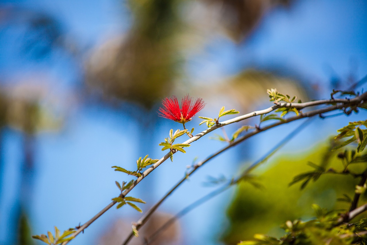 blossom bloom tree free photo