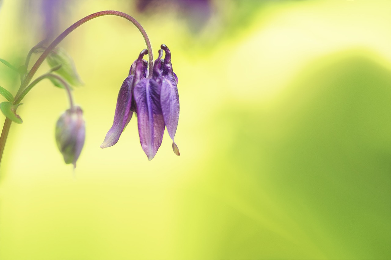 blossom bloom purple flower free photo