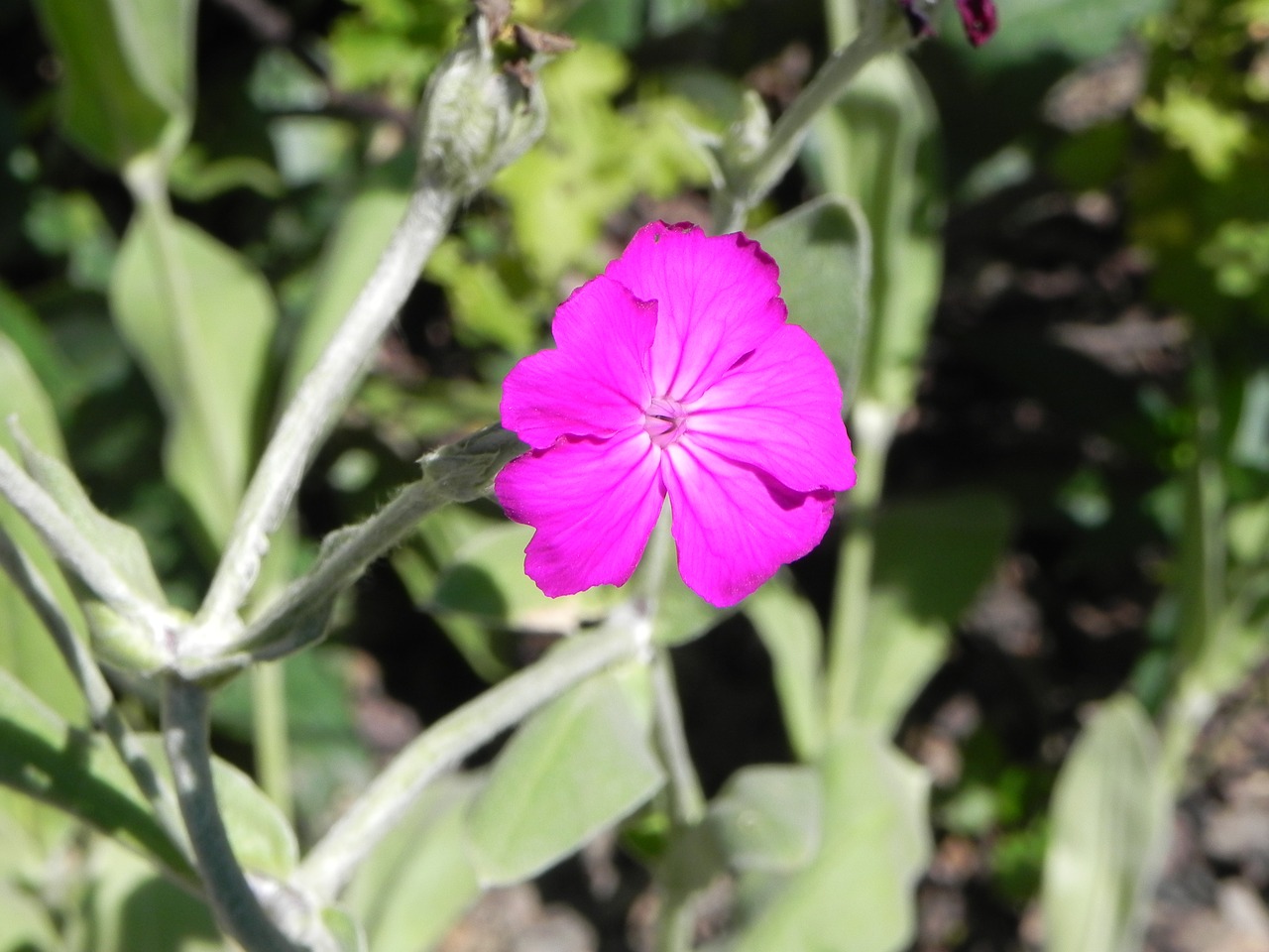 blossom bloom nature free photo