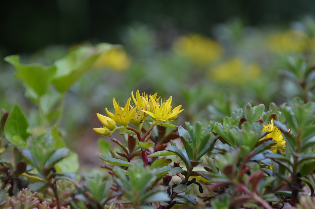 blossom bloom flower free photo