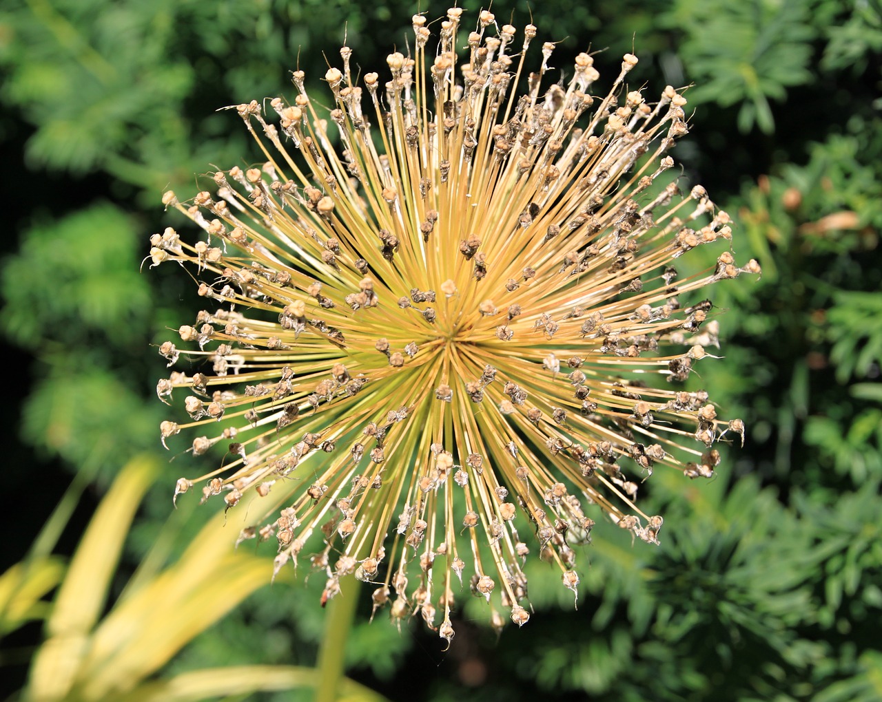 blossom bloom yellow free photo