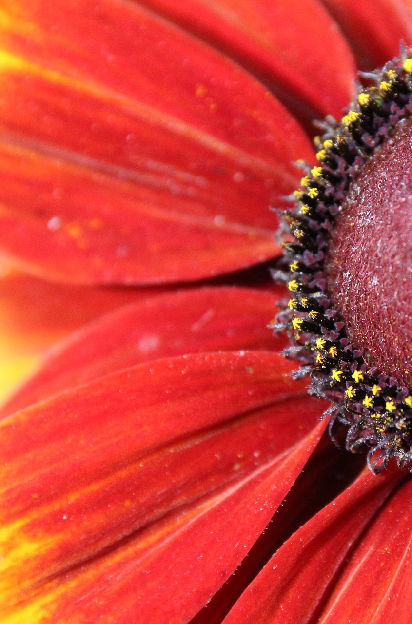 blossom bloom red free photo