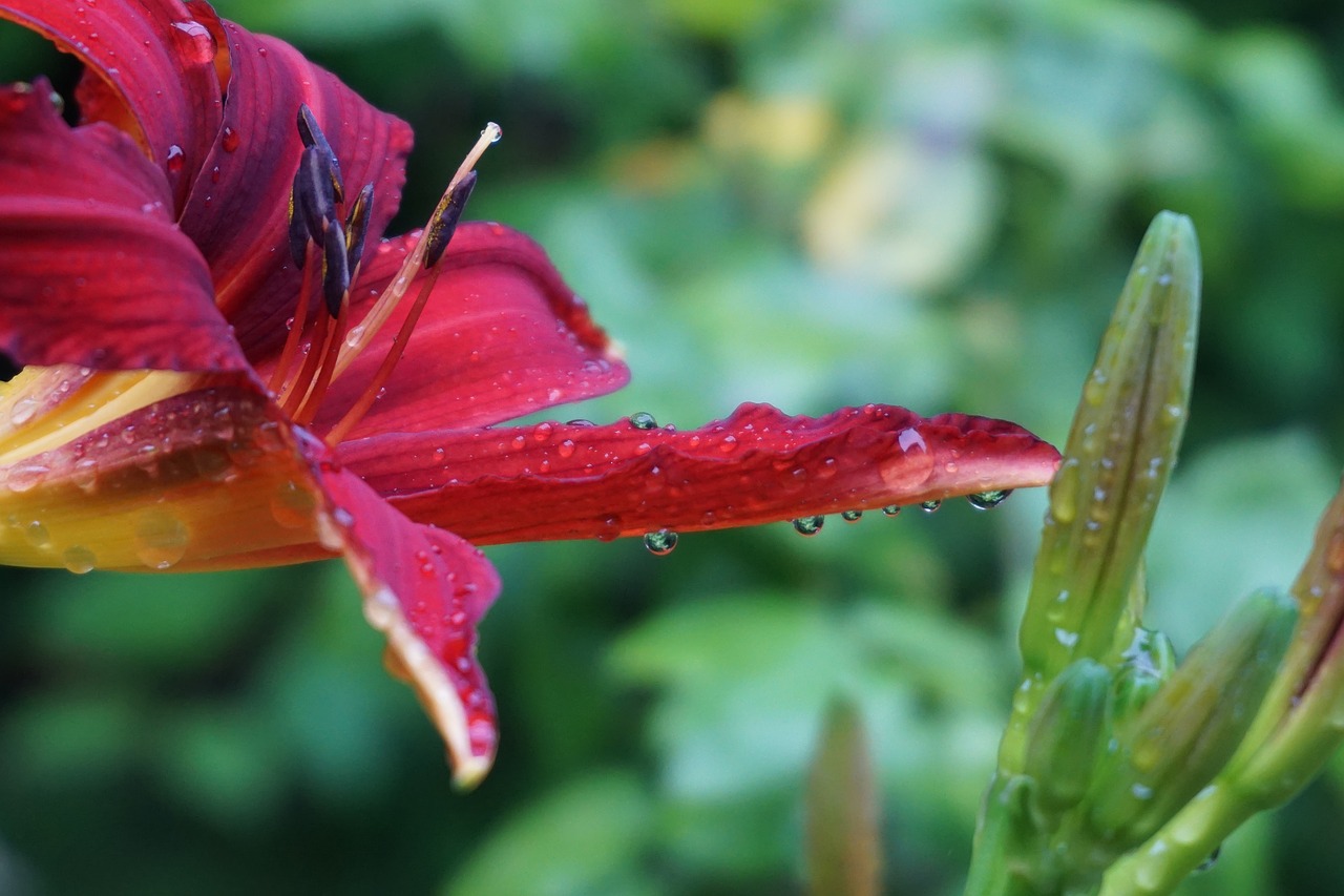 blossom bloom lily family free photo