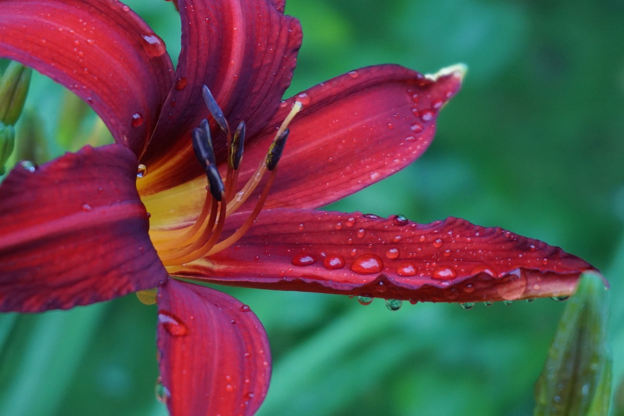 blossom bloom lily family free photo