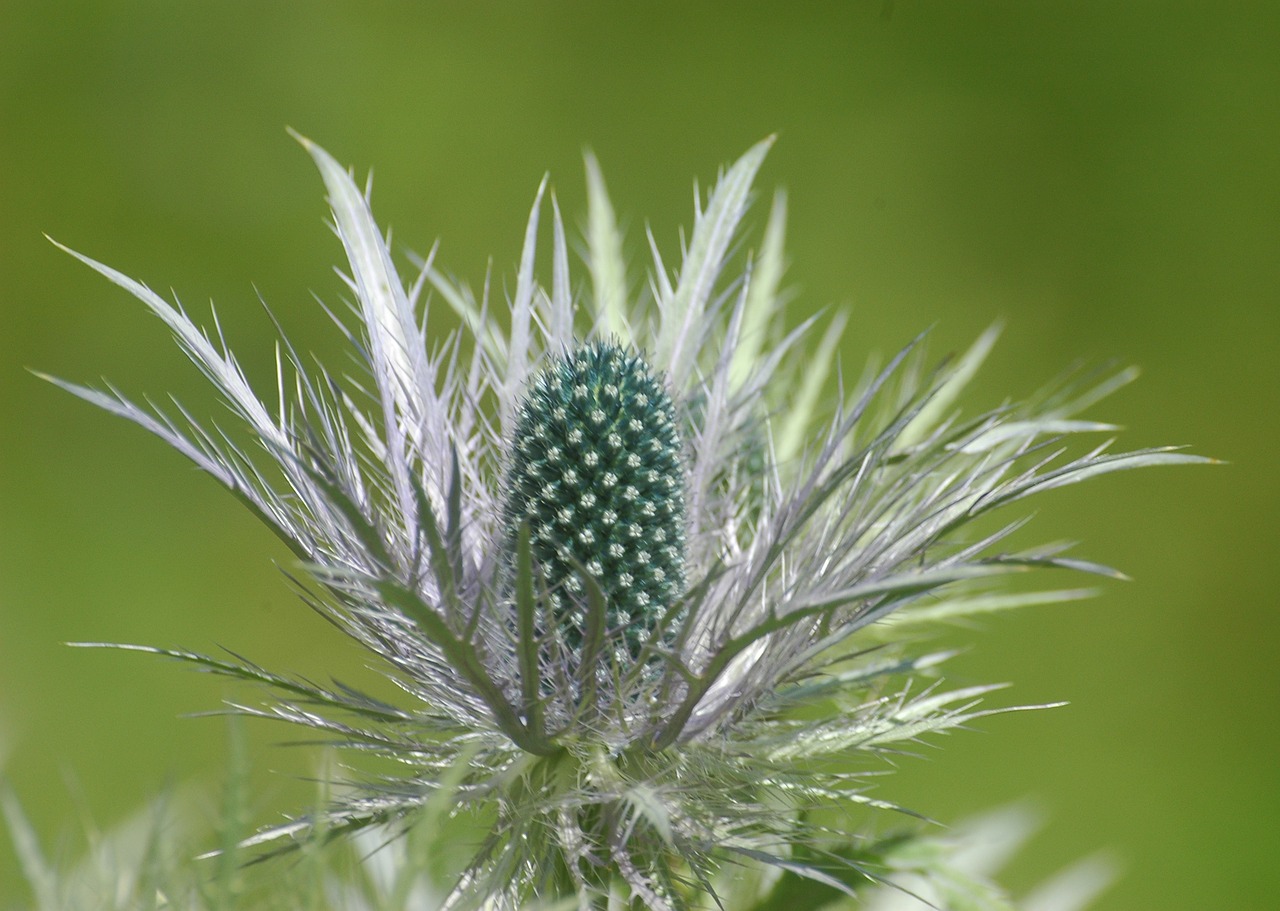 blossom bloom thistle free photo