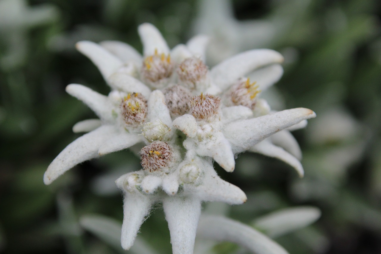 blossom bloom white free photo