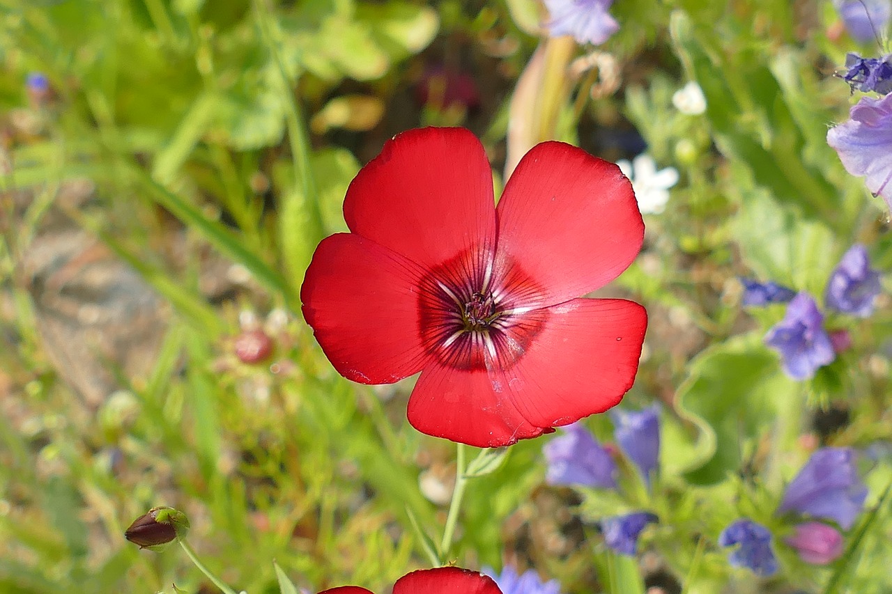 blossom bloom pointed flower free photo