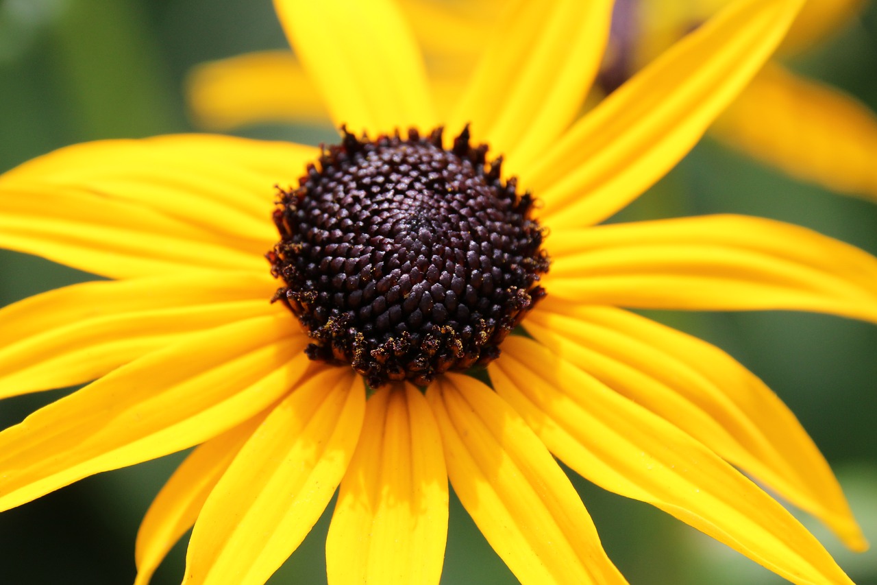 blossom bloom yellow free photo