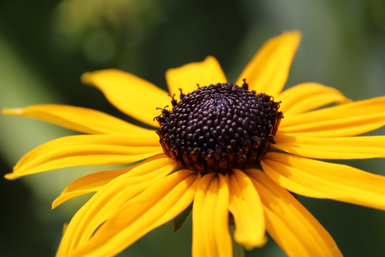 blossom bloom yellow free photo