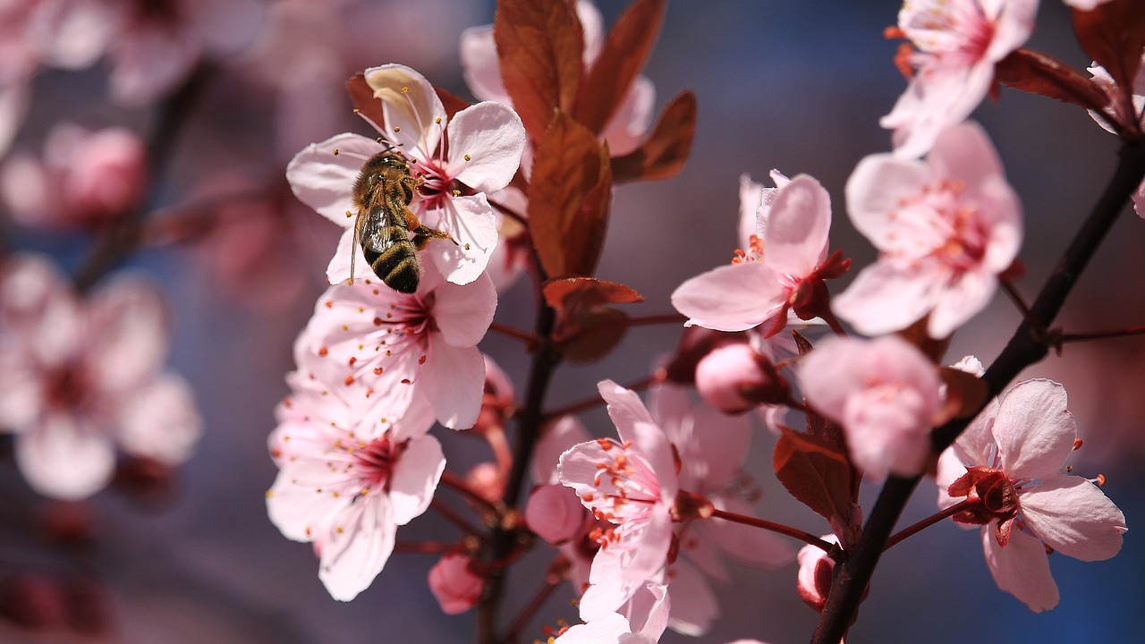 blossom bloom bee free photo