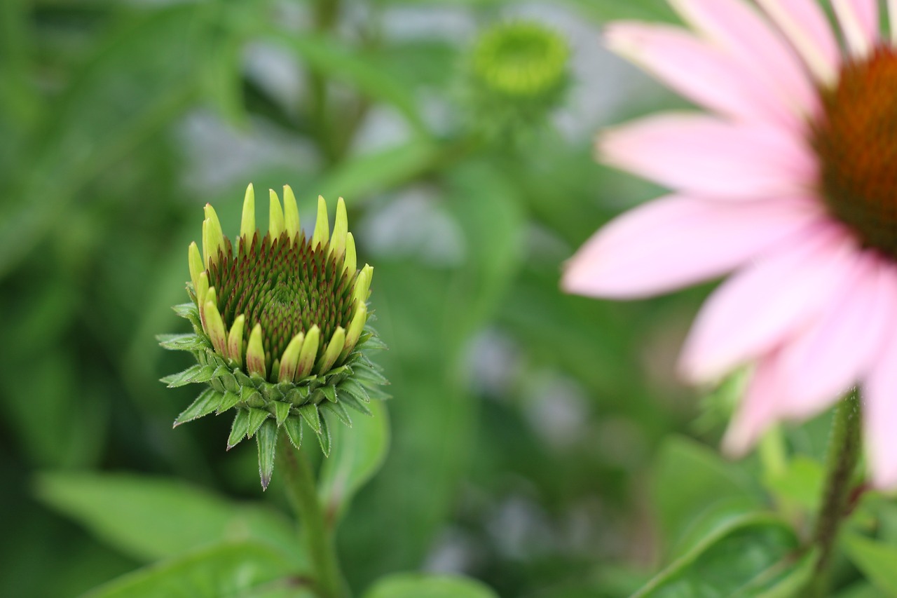 blossom bloom plant free photo