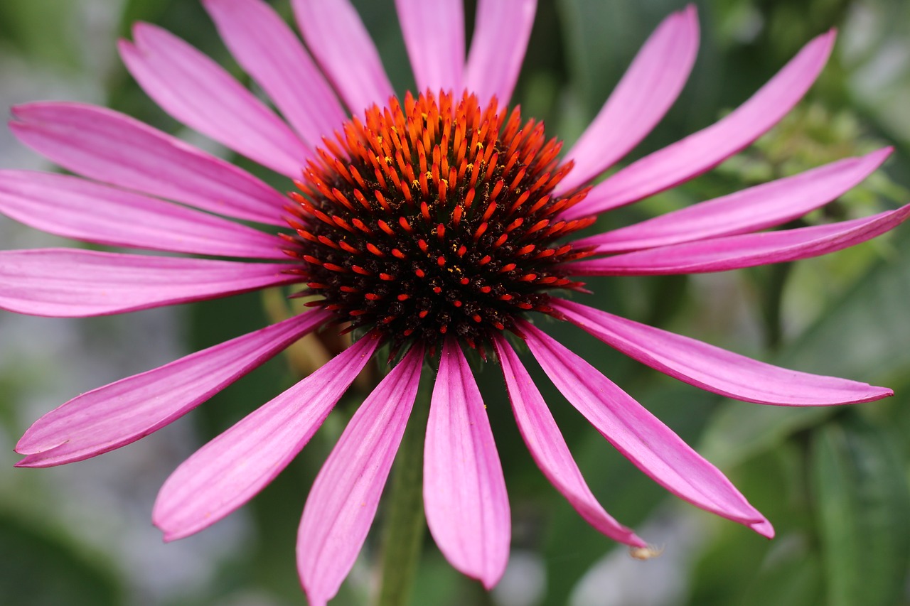 blossom bloom plant free photo