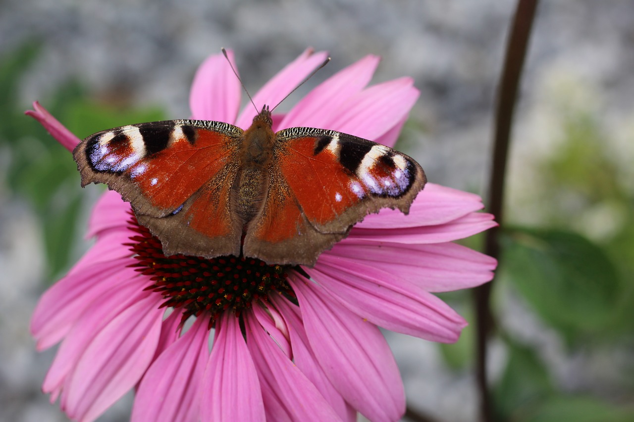 blossom bloom butterfly free photo