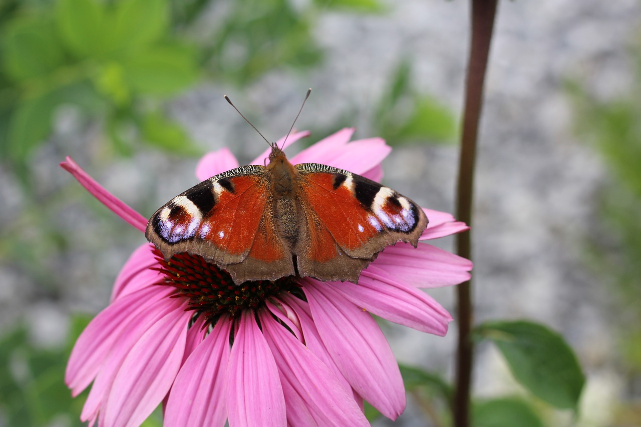 blossom bloom butterfly free photo