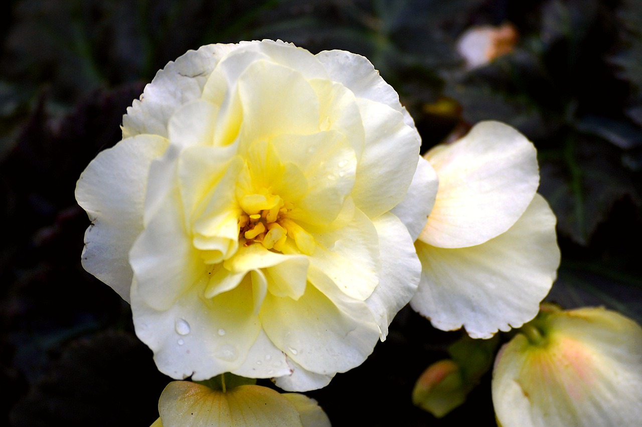 blossom bloom yellow free photo