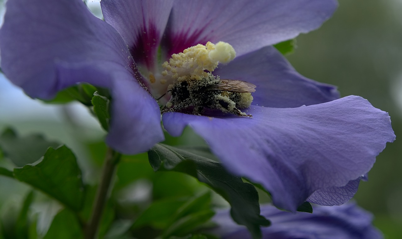 blossom bloom bee free photo