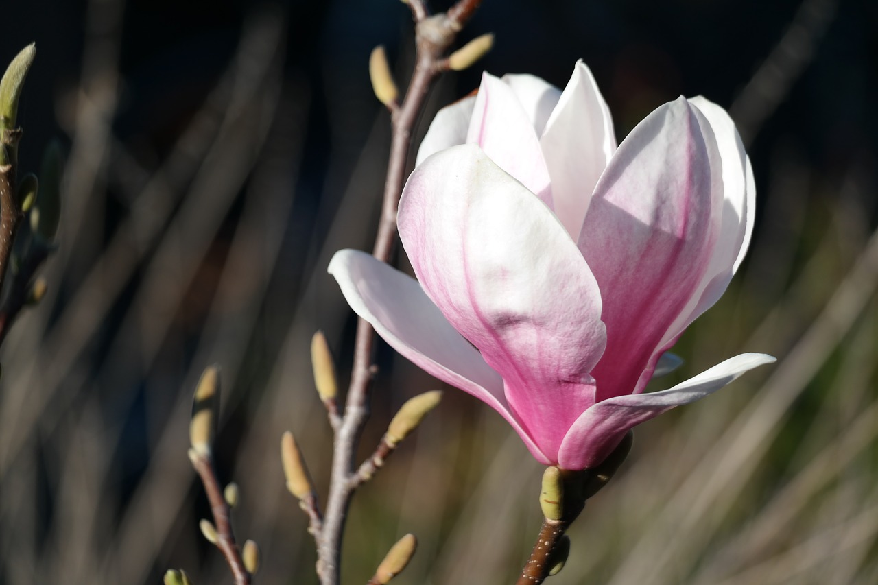 blossom bloom flower free photo