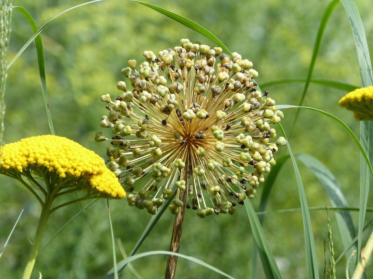 blossom bloom yellow free photo