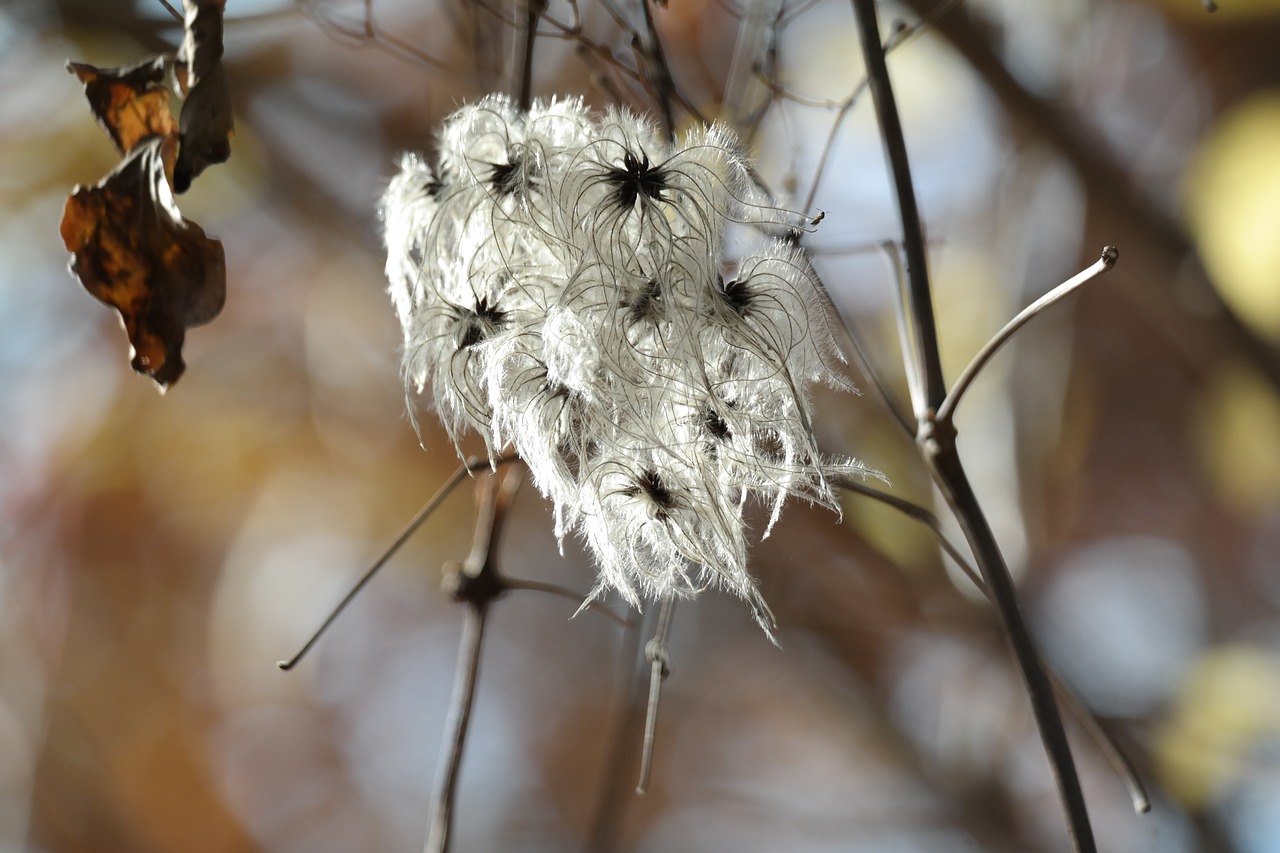 blossom bloom flower free photo